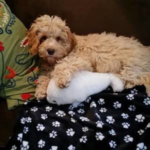 Meet your Posher, Debra